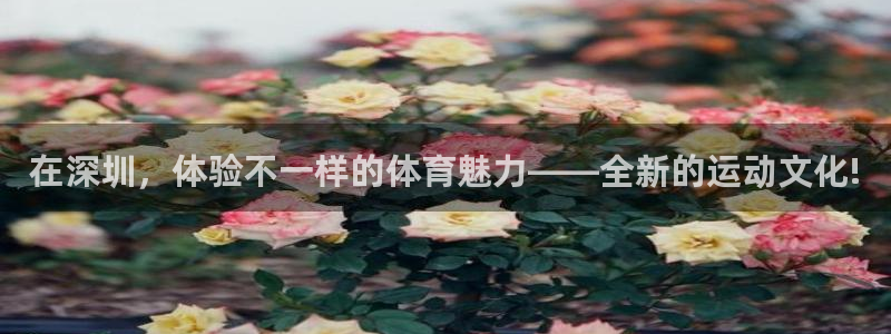 沐鸣3代理：在深圳，体验不一样的体育魅力——全新的运动文化!